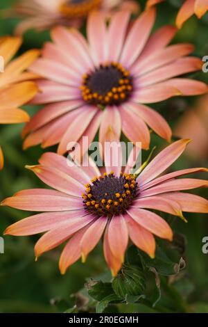 Natürliche, farbenfrohe vertikale Nahaufnahme auf zwei Cape marguerite, afrikanische Gänseblümchen, Dimorphotheca ecklonis Stockfoto