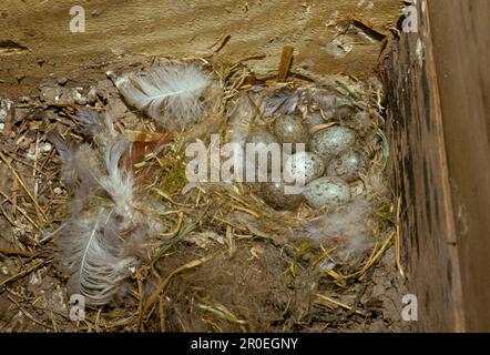 Stubensperling, Stubensperling (Passer domesticus), Sparrow, Sparrow, Singvögel, Tiere, Vögel, Weaver Birds, House Sparrow Sieben Eier im Nest Stockfoto