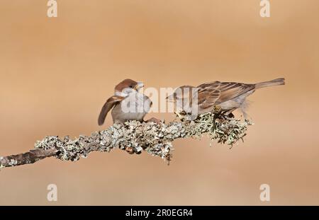 Hausspatz (Passer domesticus), weiblich, aggressiv gegenüber dem jungen Eurasischen Baumspatz (Passer montanus), hoch oben auf dem Zweig Stockfoto