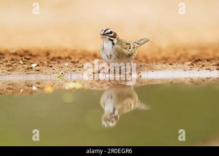 Lark Sparrow (Chondestes grammacus), Erwachsener, Trinken im Pool, South Texas (U.) S. A. Stockfoto