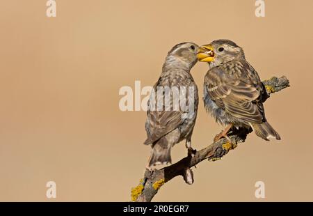 Felsenspatz (Petronia petronia), erwachsen, ernähren sich jung, sitzen auf einem Ast, Spanien Stockfoto