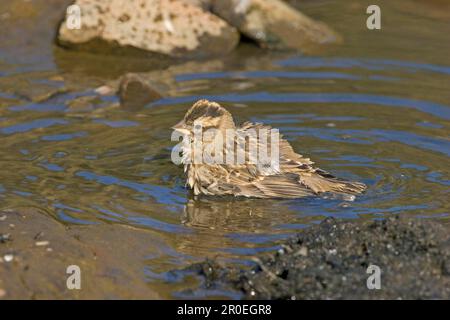 Felsenspatz (Petronia petronia), Erwachsener, Baden in flachen Flüssen, Extramadura, Spanien Stockfoto