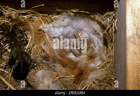 Baumspatz, eurasische Baumspatzen (Passer montanus), Spatzen, Spatzen, Singvögel, Tiere, Vögel, Weaver-Vögel, Baumspatzen-Nest mit fünf Stockfoto