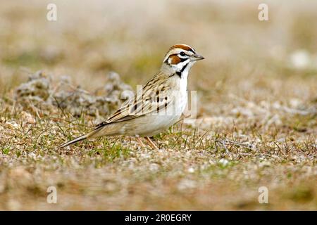 Reed Bunting, Lark Sparrow, Reed Bunting, Singvögel, Tiere, Vögel, Buntings, Lark Sparrow (Chondestes grammacus), ausgewachsen, auf utricularia stehend Stockfoto