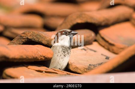 Hausspatz (Passer domesticus), männlicher Erwachsener, schaut aus dem Nestloch im Dach, Norfolk, England, Sommer Stockfoto