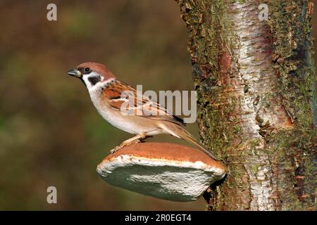 Eurasian Tree Sparrow (Passer montanus), Erwachsener, hoch oben auf dem Razor-Strop-Pilz (Piptoporus betulinus), Leicestershire, England, Vereinigtes Königreich Stockfoto