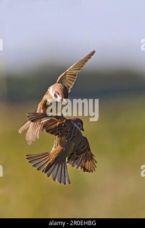 Eurasian Tree Sparrow (Passer montanus) zwei Erwachsene, die im Flug kämpfen, Warwickshire, England, Vereinigtes Königreich Stockfoto