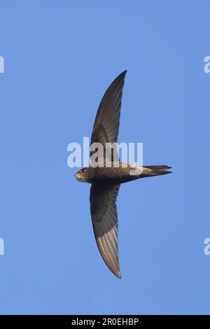 Gewöhnlicher SWIFT (Apus apus), ausgewachsen, im Flug, mit Halsack voller Insekten für Küken, Suffolk, England, Vereinigtes Königreich Stockfoto