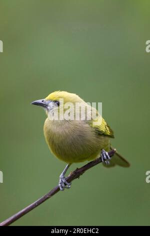 Palm Tanager (Thraupis palmarum), Erwachsener, hoch oben auf Zweig, Trinidad, Trinidad und Tobago Stockfoto