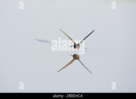 Common Swift (Apus apus) Erwachsener, Trinken während des Fluges, England, Großbritannien Stockfoto