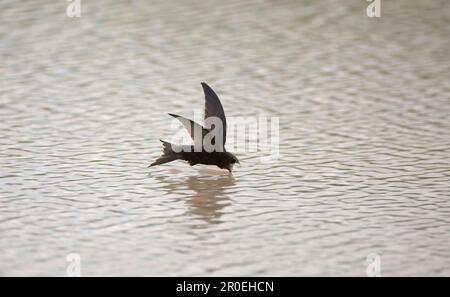 Gemeinsamen Swift (Apus Apus) Erwachsenen, trinken im Flug, Spanien Stockfoto