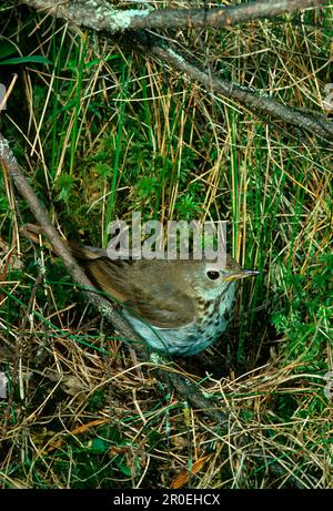 Einsiedlerdrossel (Catharus guttatus), Einsiedlerdrossel, Singvögel, Tiere, Vögel, Einsiedlergruß aus nächster Nähe, hoch oben in der Vegetation Stockfoto