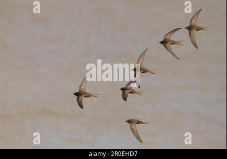 Common Swift (Apus apus) Herde, im Flug, schreiend über Wasser, Spanien Stockfoto