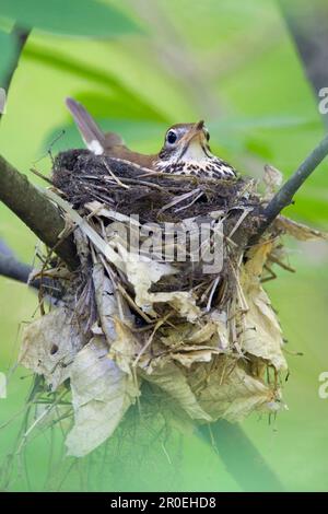 Holzsoor (Hylocichla mustelina), Holzstrauße, Singvögel, Tiere, Vögel, Wood Thrush, Erwachsener, sitzend auf utricularia ochroleuca (U.) (U.) S. A. Stockfoto