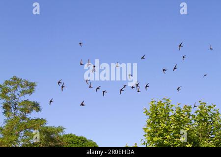 Gemeiner Swift (Apus apus) Herde, im Flug über Bäume, Castilla y Leon, Spanien Stockfoto