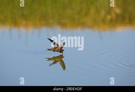 SWIFT (Apus apus), Erwachsener, Trinken im Flug, Spanien Stockfoto