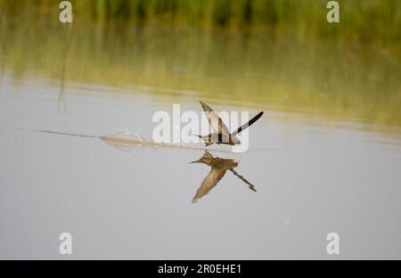 Gewöhnlicher Swift (Apus apus) Erwachsener im Flug über Wasser, Trinken Stockfoto