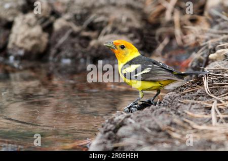 WESTERN Tanager (Piranga ludoviciana) unreifer Mann, trinkt am Pool, Utah (U.) S.A. Stockfoto