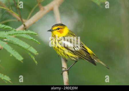 Cape May Warbler (Setophaga tigrina) männlich, männlich, hoch oben auf dem Zweig, South Padre Island, Texas (U.) S.A. Stockfoto