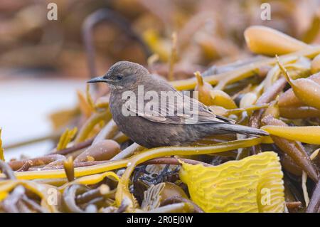 Schwarzweiß-Shorebird, Schwarze Ciclode (Cinclodes antarcticus), Sooty-Brown Shorebird, Singvögel, Tiere, Vögel, Tussac-Bird Erwachsener, stehend Stockfoto