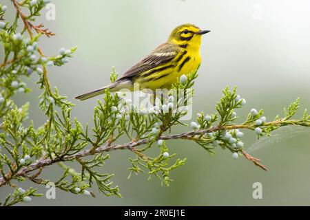 Prairie Warbler (Dendroica-Verfärbung) männlich, männlich, hoch oben in Cedar (U.) S.A. Stockfoto