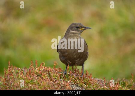 Schwarzweiß-Shorebird, Schwarze Ciclode (Cinclodes antarcticus), Sooty-Brown Shorebird, Singvögel, Tiere, Vögel, Tussac-Vogel-Jugendlicher, steht auf Stockfoto