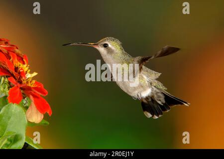 Großschnabeltier-Hummingbird (Cynanthus latirostris) Weiblich im Flug, schwebend auf Blume, Arizona (U.) S. A. Stockfoto