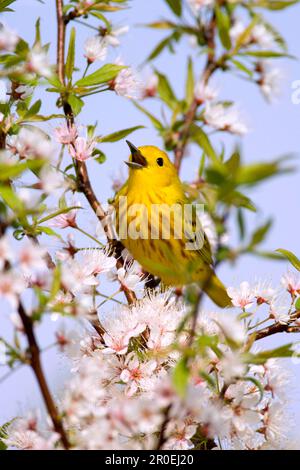 Yellow Warbler (Dendroica petechia), männlich, singend, hoch oben in blühender Kirsche (U.) S. A. Stockfoto