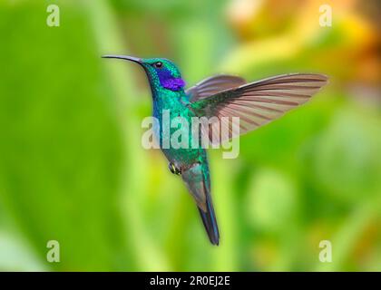 Grünes Violett-Ohr (Colibri thalassinus) männlich, im Flug, schwebend, Costa Rica Stockfoto