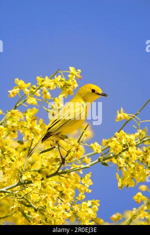 Yellow Warbler (Dendroica petechia) männlich, männlich, hoch oben in blühendem palo verde (U.) S.A. Stockfoto