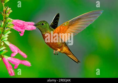 Rotbauch-Kolibri, Kastanienbrustkoronett (Boissonneaua matthewsii), Rotbauch-Kolibri, Zimtschwanz-Kolibri, Kolibri Stockfoto