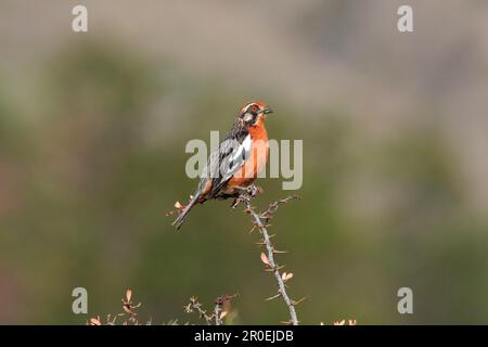 Phytotoma rara, Rupus-Taillenplantaffe, Tiere, Vögel, Wachtel, männlicher Erwachsener, hoch oben auf einem stacheligen Zweig Stockfoto