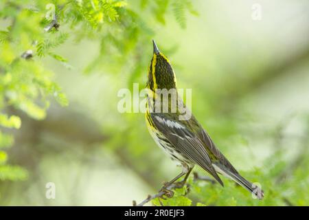 Townsend's Warbler (Dendroica Townsendi) männlich, aufblickend, hoch oben auf dem Zweig, South Padre Island, Texas (U.) S.A. Stockfoto