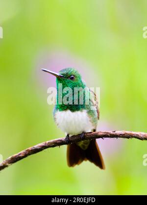 Schneebauchkolibri (Amazilia edward), Erwachsener, sitzt auf dem Kofferraum, El Valle, Panama Stockfoto