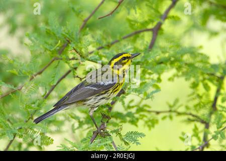 Townsend's Warbler (Dendroica townsendi), männlich, männlich, hoch oben auf dem Zweig, South Padre Island, Texas (U.) S. A. Stockfoto