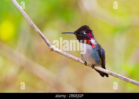 Bienenkolibri (Mellisuga helenae), ausgewachsener männlicher Vogel, sitzt auf dem Stamm, kleinster Vogel der Welt, Halbinsel Zapata, Provinz Matanzas, Kuba Stockfoto