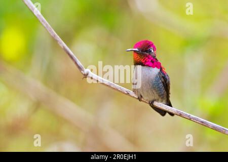 Bienenkolibri (Mellisuga helenae), ausgewachsener männlicher Vogel, sitzt auf dem Stamm, kleinster Vogel der Welt, Halbinsel Zapata, Provinz Matanzas, Kuba Stockfoto