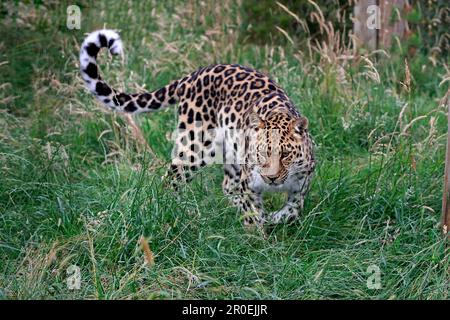 Amur-Leopard (Panthera pardus orientalis), Erwachsenenstalking, Asien Stockfoto