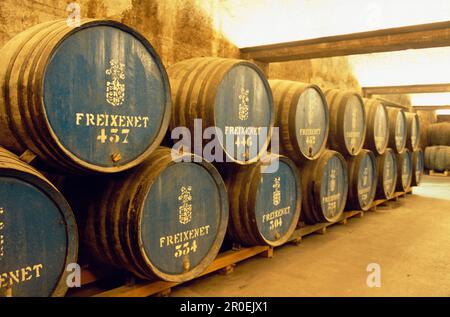 Fässer im Weinkeller, Freixenet, Cava Cellar, Sant Sadurni d'Anola, Katalonien, Spanien Stockfoto