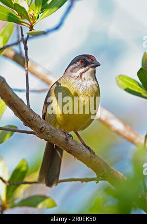 Zapata Sparrow (Torreornis inexpectata inexpectata), Erwachsener, hoch oben auf dem Ast, Halbinsel Zapata, Provinz Matanzas, Kuba Stockfoto