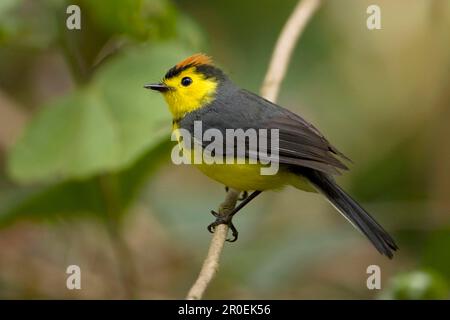 Collared Redstart (Myioborus torquatus), Erwachsener, hoch oben auf dem Zweig, Costa Rica Stockfoto