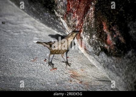 Schwarzweiß Shorebird, Sooty-Brown Shorebird, Singvögel, Tiere, Vögel, Tussac, Vogel, Cinclodes, Antarkticus, ernähren sich von Robbenblut Stockfoto