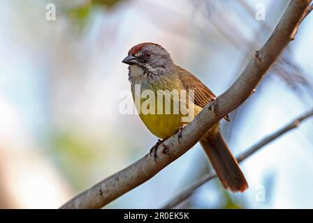 Zapata Sparrow (Torreornis inexpectata inexpectata), Erwachsener, hoch oben auf dem Ast, Halbinsel Zapata, Provinz Matanzas, Kuba Stockfoto