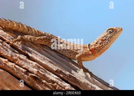 Madagaskar Spiny-Tailed Iguana, kleiner Madagaskar Baum Iguana, merrems madagaskar Swifts (Oplurus cyclurus), kleiner Madagaskar Baum Iguana, Ball Stockfoto