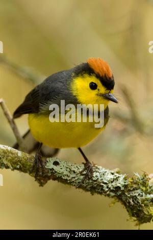 Gekräuselter Redstart (Myioborus torquatus), Erwachsener, hoch oben auf einem mit Flechten bedeckten Zweig, Costa Rica Stockfoto