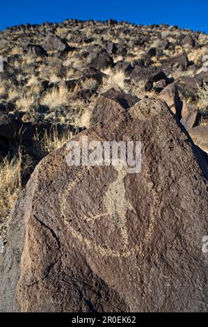 Auf Basaltfelsen geschnitzte Felszeichnungen von Kolibris, Petroglyph National Monument, Albuqurque, New utricularia ochroleuca (U.) (U.) S.A. Stockfoto