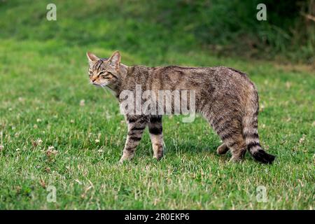 Scottish Wildcat (Felis silvestris silvestris), Surrey, England, Europa Stockfoto