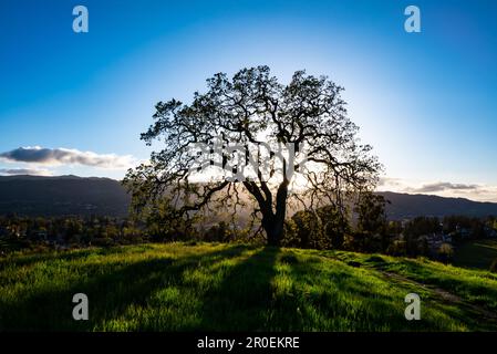 Landschaft auf einem grünen Hügel mit Schatten von einem Leihbaum im Vordergrund. Stockfoto