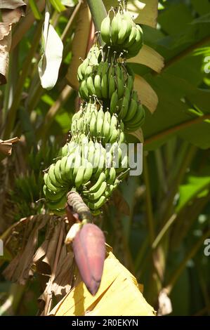 Bananenpflanze auf der Plantage Grand Cafe Belair, Sainte-Marie, Karibik, Amerika Stockfoto