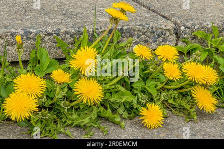 Löwenzahn, Taraxacum officinale, ist eine Laubpflanze, die unter nicht optimalen Bodenbedingungen wachsen kann. Oft als Unkraut angesehen, viele glauben das Stockfoto